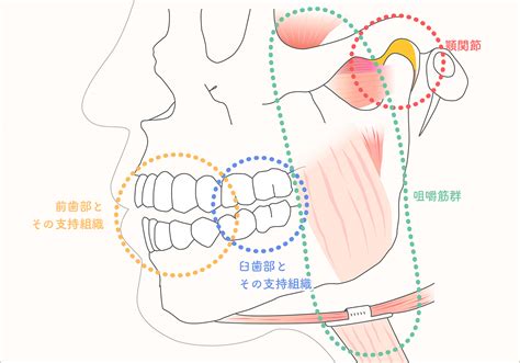 唾液フェチの進化系！”咀嚼フェチ”の全貌と咀嚼プレイのやり。